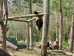 -都江堰中华大熊猫苑
