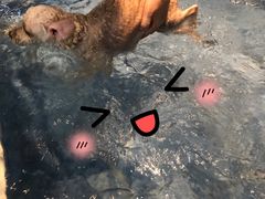 -Oh My Dog宠物沙龙(伊珊娜皮毛护理店)