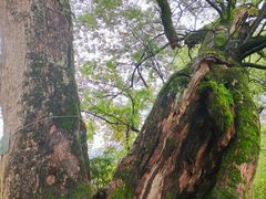-新安江山水画廊风景区