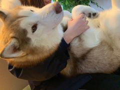 -Husky Go! 哈士奇体验馆·宠物咖啡厅狗咖