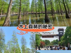 -泗洪洪泽湖湿地景区