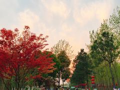 -合肥滨湖国家森林公园