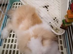 -宠物兔专门店(天丰利市场店)