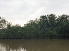 -大湾区中央湿地公园
