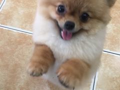 -读宠于你·约克夏比熊·睫角守宫·爬宠售卖(高新店)