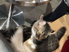 -more than meow吴止猫主题餐厅(承德 中船汇店)