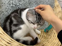 -李小姐の猫咖啡馆(五角场店)