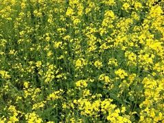 -艾溪湖湿地公园