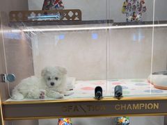 -翊宠yipet猫狗购宠庄园犬舍•猫舍