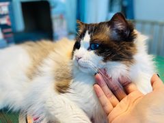 -喵喵咪呀布偶猫咖(春熙路店)