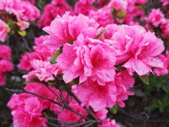 -丹东路渡口(轮渡站)