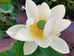 -莲花池公园