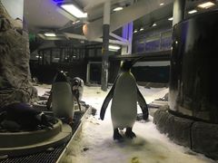 -悉尼海洋生物水族馆