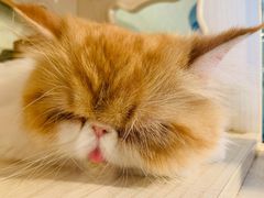 小舌头-Cappucimeow猫咪咖啡馆(韦伯时代店)