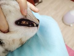 -爱佳宠物中心医院24H·CT·骨外科·猫专科(瑶海万达店)