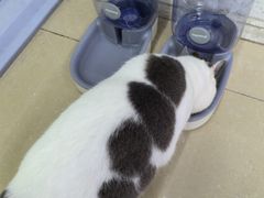 -瑞派动物医院·猫专科·至诚(江南中分院)