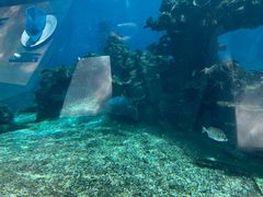 -海棠湾洲际-涛·海底餐厅·美人鱼·自助餐·海底隧道