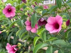 -孔雀湖生态旅游区