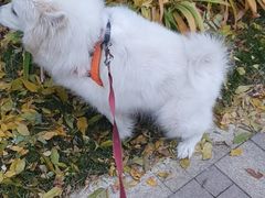 -宠福鑫康馨动物医院·骨科·眼科