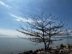 -福田红树林生态公园