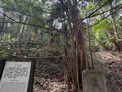 -天目山大树王景区