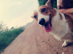 -东莞宠友24H宠物中心医院·转诊夜诊·异宠(新河北路院)