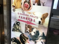 -浣熊柯尔鸭土拨鼠·电玩咖