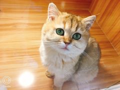 -猫十亿·布偶金渐层·曼基康矮脚猫舍(青年路店)