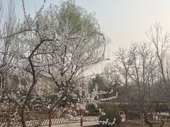 -燕郊植物园
