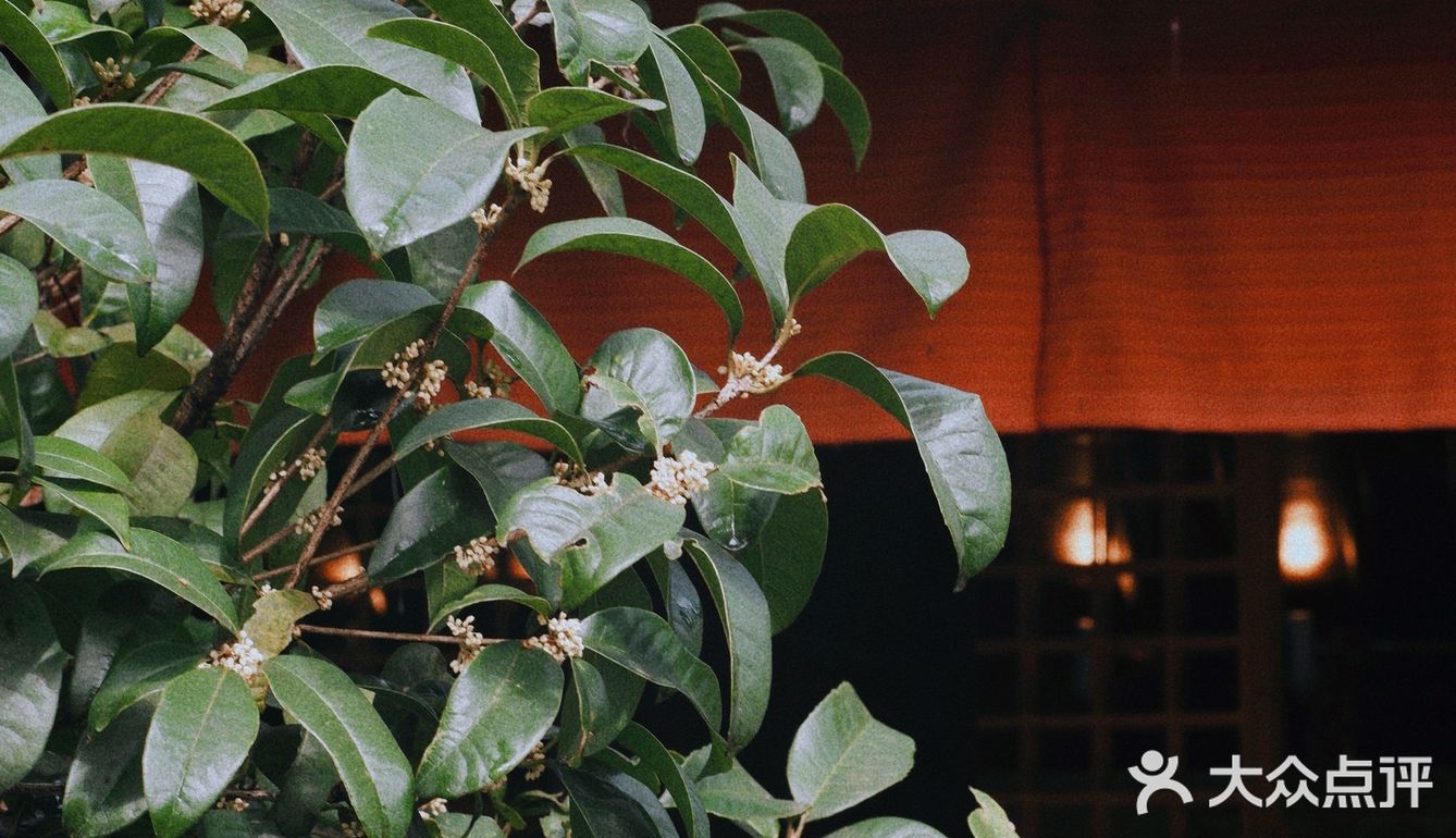 杭城秋日🍂赏桂好去处｜有个神仙村落桂花开啦💓