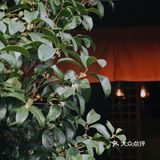 杭城秋日🍂赏桂好去处｜有个神仙村落桂花开啦💓