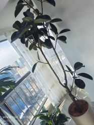 -HEYAN荷妍专业脱毛连锁机构