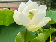 -桂湖森林公园