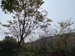 -火炉山森林公园