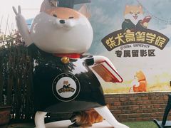 -柴犬高等学院·狗咖·柴犬售卖·宠物训练