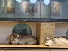 -Husky Go! 哈士奇体验馆·宠物咖啡厅狗咖