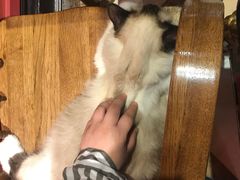 -猫色咖啡·猫咖
