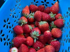 -田趣农庄草莓采摘园