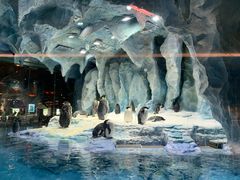 -帝企鹅自助餐厅•儿童岛•真企鹅(长隆企鹅酒店)