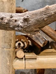 -Zoolung Zoolung动物主题公园(海信广场店)