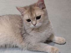 -琪喵猫屋·撸猫猫咖·猫舍