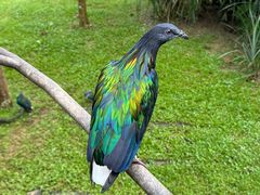 -新加坡飞禽公园
