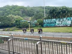 -深圳野生动物园