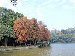 -深圳仙湖植物园