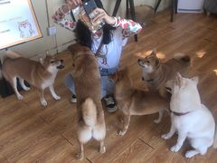-柴犬高等学院·狗咖·柴犬售卖·宠物训练