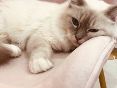 -糯米喵星人·撸猫猫舍咖啡馆(西市场嘉华店)