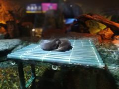 -暹罗海洋世界