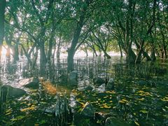 -宝安西湾红树林湿地公园
