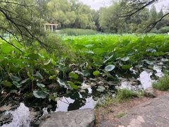 -北陵公园