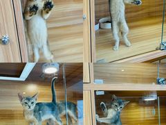 -猫十亿·布偶金渐层·曼基康矮脚猫舍(青年路店)